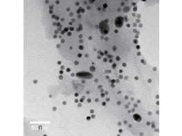 MEASURING THE SIZE OF GOLD NANOPARTICLES USING  MULTIANGLE DYNAMIC LIGHT SCATTERING(MADLS) 기사 이미지