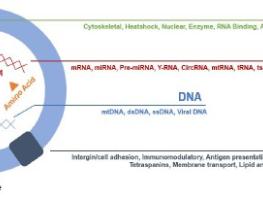 UV, 형광, 광산란 검출기를 이용한 Exosome(EV)의 다면 해석 기사 이미지